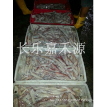 frozen loligo squid